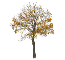 Deciduous tree with yellow leaves during autumn. Isolated tree on white background