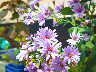 flowers in the garden