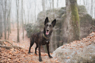 cute malinois belgian and dutch shepherd mixed breed dog standing rocks in winter in a forest