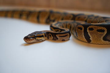 Python regius (Königspython / Ball Python)