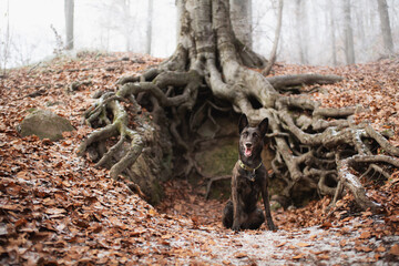 cute malinois belgian and dutch shepherd mixed breed dog sitting in front of uncovered tree roots in winter in a forest