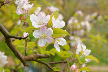 Pollinator-friendly apple and pear trees blooming with pretty white and pink flowers in a private urban orchard on a spring day in Italy