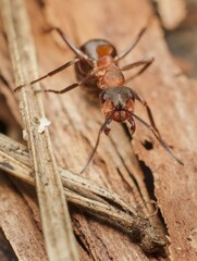 ant Formica sanguinea blood-red ant