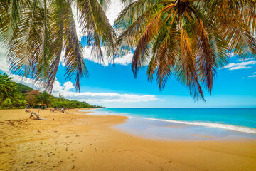 Naklejka na ściany i meble Palm trees over La Perle beach golden shore
