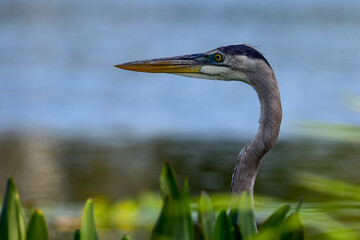 Blue Heron