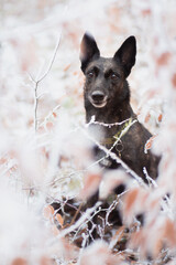 cute malinois belgian and dutch shepherd mixed breed dog sitting in the snow covered bushes in winter