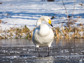 Obraz premium whooper swan