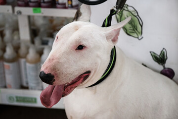 Portrait of a thoroughbred dog from a dog show close-up. A white bull terrier with a large, muscular breed muzzle stands and smiles with a wide smile.