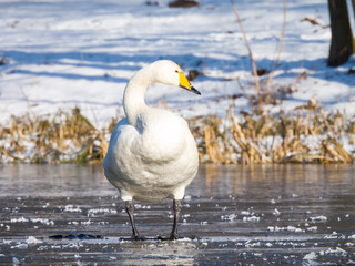 whooper swan