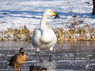 whooper swan