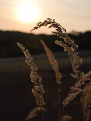 Summer, sunset
