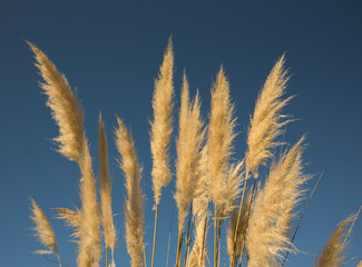 Ornamental grass background. Closeup view of Cortaderia selloana, also known as Pampas grass, ear of golden flowers spring blooming with the blue sky in the background.