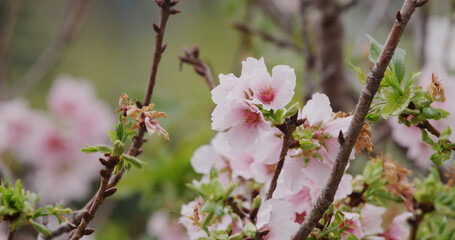 Pink sakura flower, cherry blossom
