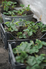 Strawberry seedlings in boxes and containers, prepared for transplanting to the beds in the garden. Spring, gardening, farming, growing and caring for plants, weeding, planting seedlings concept.
