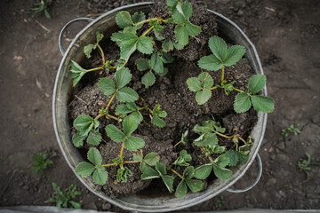 Strawberry shoots in a metal bowl, prepared for transplanting to garden beds. Spring, gardening, farming, growing and caring for plants, weeding, planting concept.
