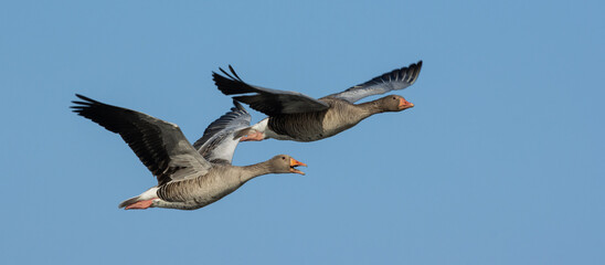 Graugänse im Flug, Zugvögel, Banner