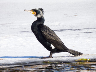 cormorant