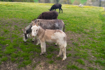 &acirc;nes au pr&eacute;