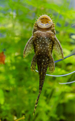Aquarium Fish Bushymouth catfish (Ancistrus dolichopterus)