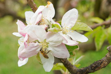 Carniolan honey bee pollinating and gathering nectar and pollen on the apple and pear flowers in a private urban orchard on a spring day in Italy