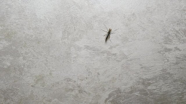 The mosquito on the wall is crawling. Insect mutant mosquito