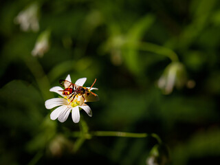 Early spring flowers in the forest. wild bee collects nectar on a forest flower. Background for design