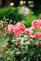 rose bush in the summer garden on a blurred green background. large heads of coral flowers. natural background for greeting card, invitation