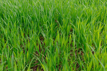 Winter wheat on an early frosty morning.