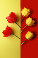 Three yellow and two red tulips on a yellow and red background