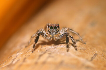 spider on the ground