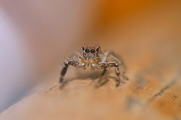 spider on the web