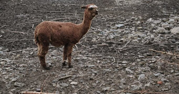 A beautiful mountain llama in the reserve is eating a cabbage leaf.