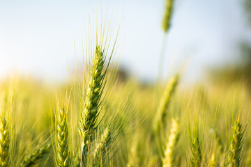Close up of young green wheat on the field
