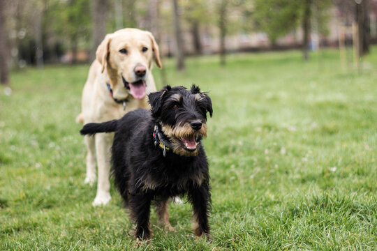 Two dogs spending time in the park. Labrador dog and small terrier