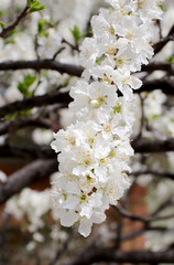 white spring blossoms on tree 