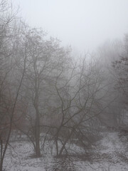 View of trees in a park on a foggy early spring day.