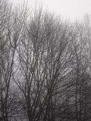 View of trees in a park on a foggy early spring day.