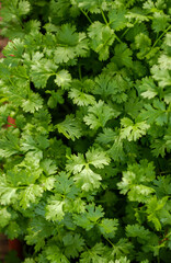Organic coriander plants with irrigation in Lagoa Seca, Paraiba, Brazil on March 24, 2004.