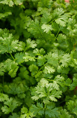 Organic coriander plants with irrigation in Lagoa Seca, Paraiba, Brazil on March 24, 2004.
