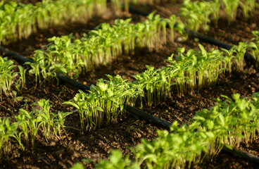 Organic coriander plants with irrigation in Lagoa Seca, Paraiba, Brazil on March 24, 2004.