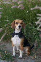 beagle puppy in the grass