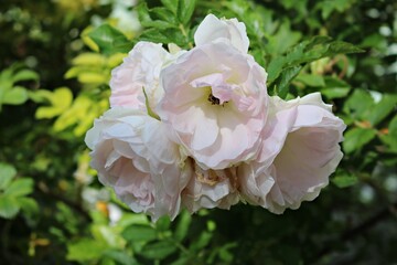 Large white rose flowers on the bushes in the garden in summer