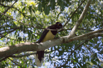 Pajaro posado en un arbol en Argentina