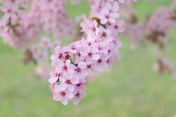Wild Cherry Blossoms in spring season, Prunus cerasoides, Pink Flower For the background,