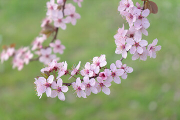 Wild Cherry Blossoms in spring season, Prunus cerasoides, Pink Flower For the background,