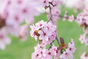 Naklejka premium Wild Cherry Blossoms in spring season, Prunus cerasoides, Pink Flower For the background,