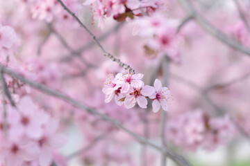 Wild Cherry Blossoms in spring season, Prunus cerasoides, Pink Flower For the background,