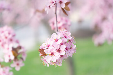 Wild Cherry Blossoms in spring season, Prunus cerasoides, Pink Flower For the background,