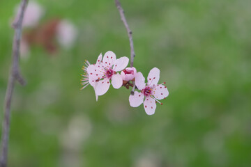 Wild Cherry Blossoms in spring season, Prunus cerasoides, Pink Flower For the background,