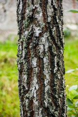 close-up of white trunk of the birch tree